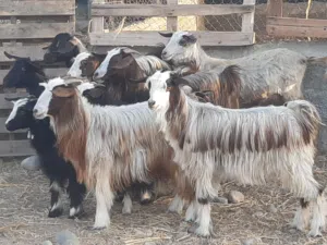 صخلات بكار من حلال بني سعيد