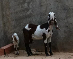 عنز قبرصية اول ميلاد