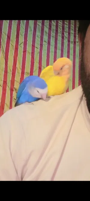 love birds beautiful breeder couple