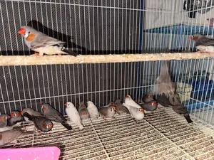 ‏طيور‏2