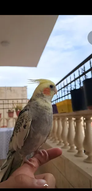 ‏طيور‏4