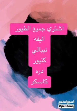اشتري جميع الطيور اليفه والمتكلمه