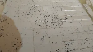 جبنه غنم بلديه