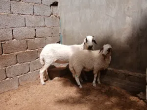 رباع تحتها حوليه