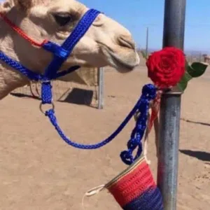 حمـد الوهيبي