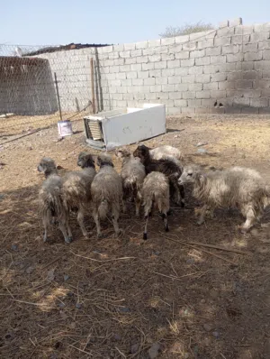 للبيع كباشه العدد 7
