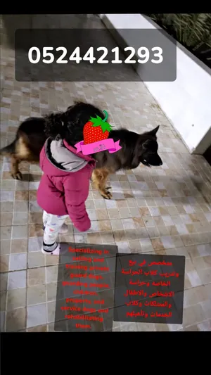 Training And Taming . Dog Training1