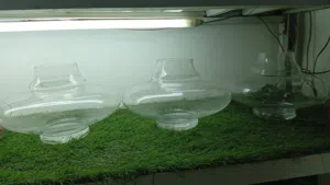 فازات شكل جميل