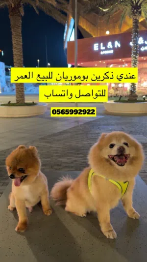 اثين ذكور اليفين و ينفعون حق الانتاج