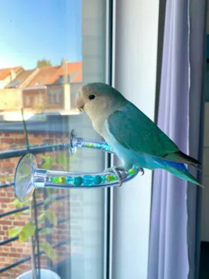 مطلوب روز هدد خارجي وداخلي ونظيف ويكون السعر رخيص