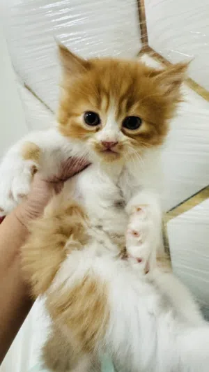 Persian Cat