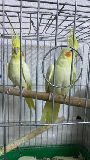 جوز كوكتيل مكينة انتا0 اقراء الوصف