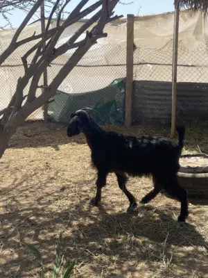 للبيع شاه عمانية