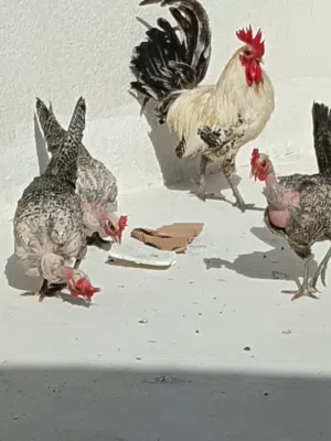 دجاج برانكز الفضي عدد4 نقي خط1ابوركيبه الفيومي الفضي مصري خط اول عدد3 اقره وصف