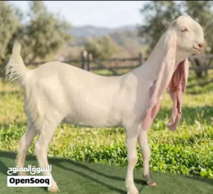 مطلوب ماعز