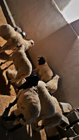 اضاحي العيد
