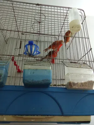 كناري للبيع طيور الحب