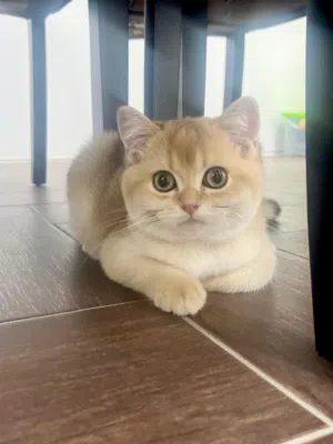 Pure British Short Hair Gold (Male)