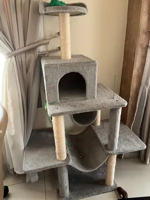 ‏إكسسوارات ‏.‏ قطط‏0