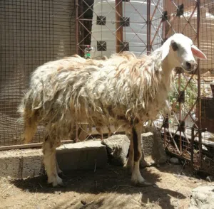 مجموعة أغنام حملة عمانية وحملة نجدية وكبش