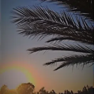 محمد 