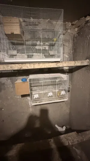 قفاص بيع مع محميه فك براغي شغل درجة أولى والقفاص كامل ملحقاته استعمال قليل بس جيب طيور وذبهن بيه