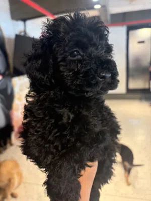 Poodle puppy available vaccinated