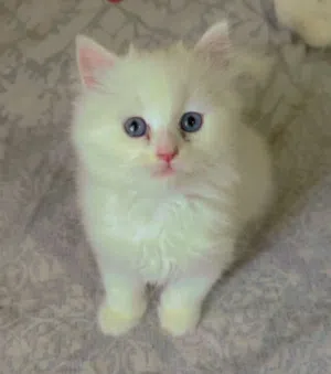 kitten for sell