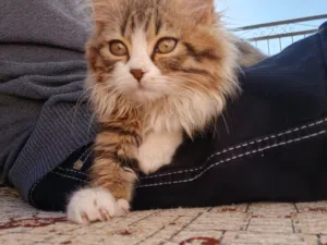 بسه منزليه اليفه تحب اللعب وتأكل طعام بيتي