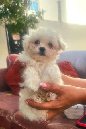 Malltiae puppy