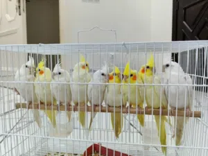 كروانات اليفه لاتينو والبينو