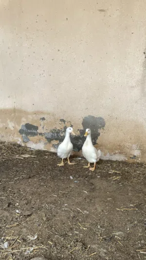 بط محلي عماني للبيع.