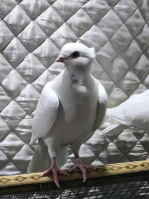 متاح 3 ارافل مشروطات