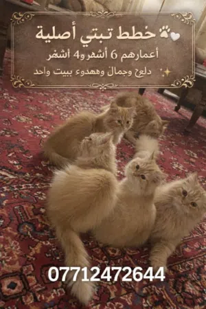 علان تبني قطط