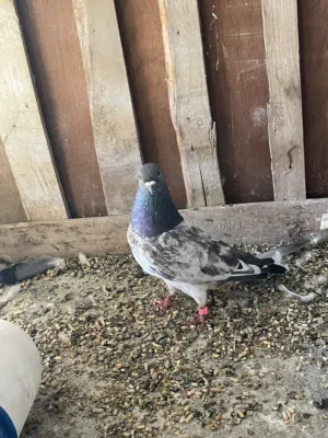 طيور للبيع طيور طيبه وقويه وحته بلصيف مطله من عدها افراخ