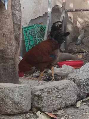 ديك لون احمر تهجين 5ريال