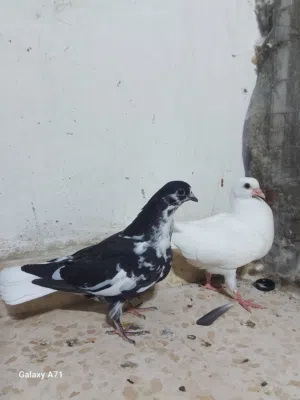 للبيع 6 فراخ فطم جديد