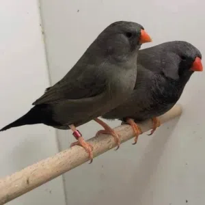 قسورة 
