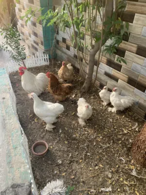 دجاج كوشن سبع قطع