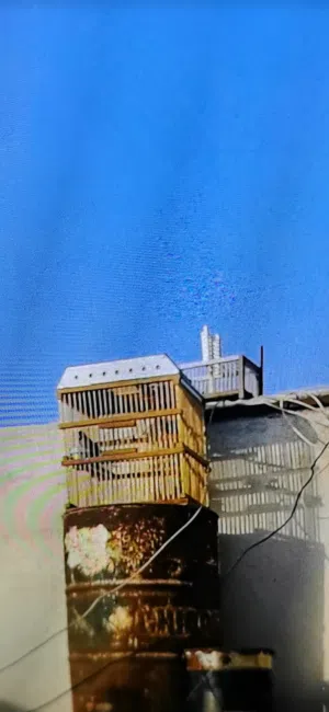 بلبل تغريده راقي وين ماتخلي يغرد سعره 50 الف قفل تعال واتساب ادزلك فيدو مكاني قبله حي المندسين