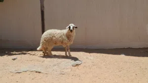 فطيمه وطنيه الله يبارك عمرها ف8شهور سليمه من العيوب جنسها توميه مشالله متع تربيه...