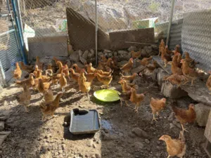 دجاج فرنسيات لون الاحمر