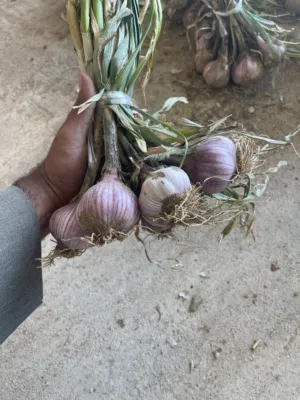 ثوم عماني طازج