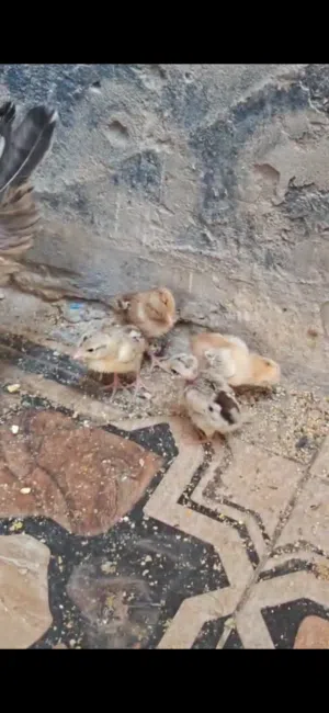 دجاجه هيه وفراخها الوصف مهم