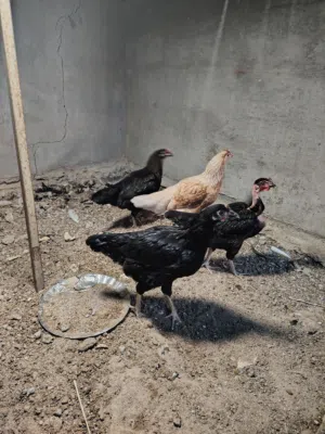 دجاج عرب للبيع