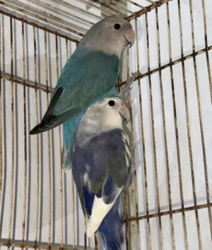 زوج طيور حب منتج