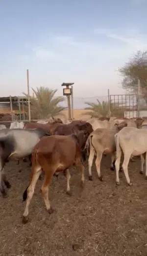 حلال صومالي