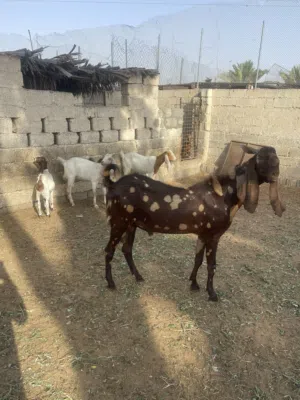 طقم باكستاني اقرا الوصف