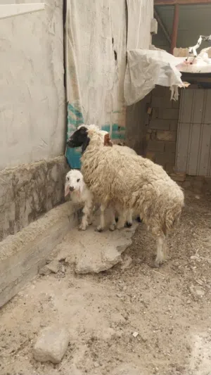 نعجات للبيع