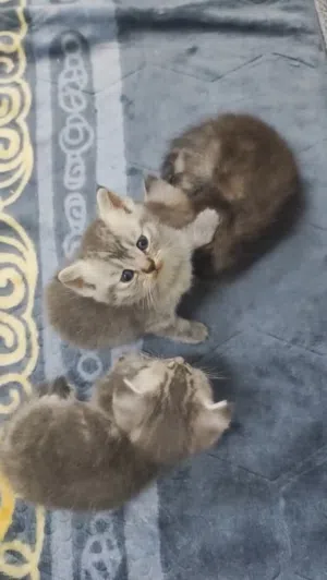 للبيع قطط صغار شوف الوصف